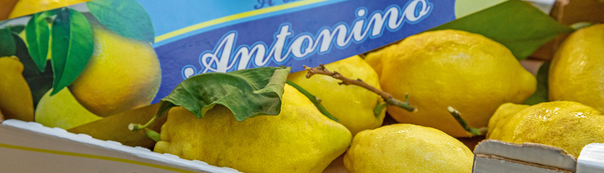 Selbstgemachte <strong>Limonade</strong>