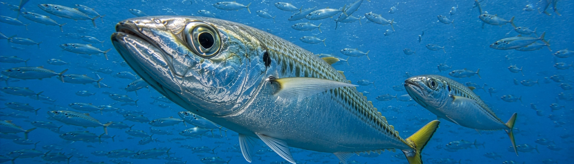 Warenkunde <strong>Hamachi</strong>