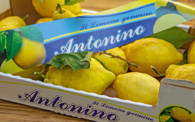 Amalfi-Zitrone – Warenkunde